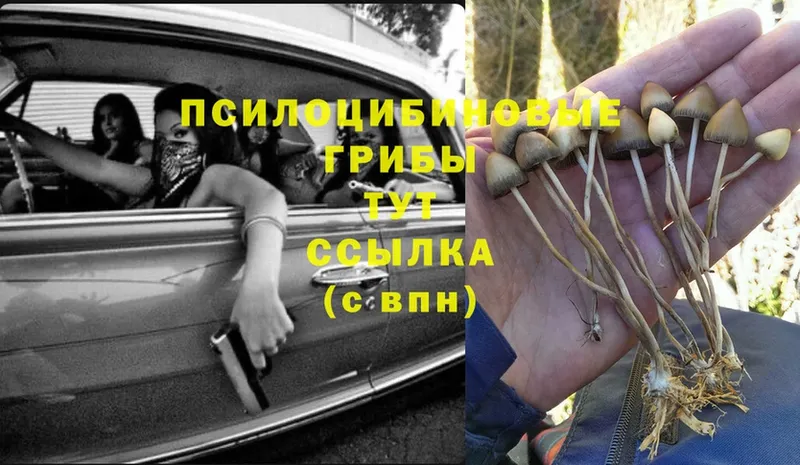 Галлюциногенные грибы Psilocybe  Сафоново 